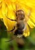 Osmia sp.